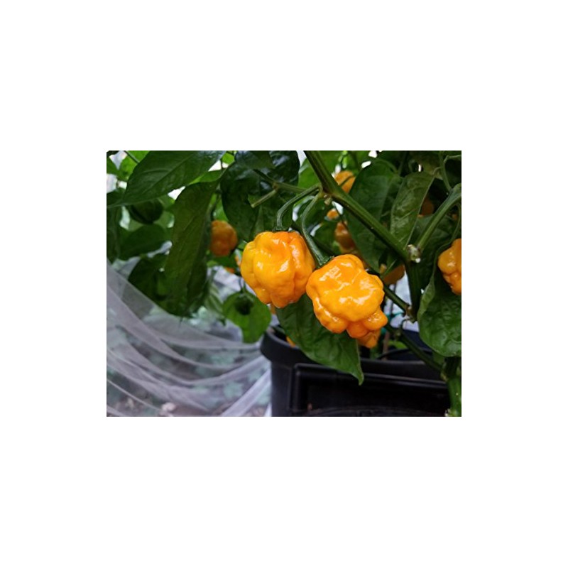Papa Dreadie Scotch Bonnet Pepper 10+ Seeds