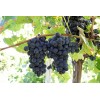Ozark Mountain Plants 2 - FREDONIA Live Wine Grape Vine