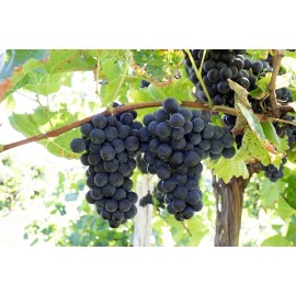 Ozark Mountain Plants 2 - FREDONIA Live Wine Grape Vine Plants  /  1-2 yr Old - Pruned for Planting