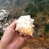 Giant Natural Conch Shell, Striped Fox Conch Seashell 1 Shell