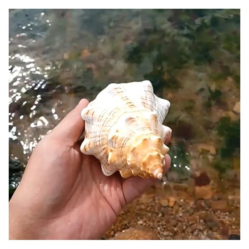 Giant Natural Conch Shell, Striped Fox Conch Seashell 1 Shell