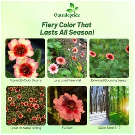 Outsidepride Cinquefoil Melton Fire Potentilla Seeds - 250 Pcs Perennial Flower Seeds, Easy to Grow with Compact Height for Containers, Ground Cover, Borders & Edging, Rock or Pollinator Garden