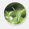 100g Fuding White Tea Traditional Craft Tea Organic Date Fragrant