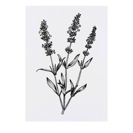 'Simple Lavender Plant' Temporary Tattoo - Water Resistant, Skin-Safe, Non-Toxic Transfer (TO00076381)