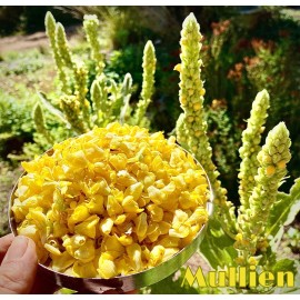 Feral Witch Herbs 1oz Mullein Leaf Whole Herb Organic Homegrown Soothes Mucus Membranes