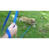 Dog Lead Puppy Pet Training Recall Walking Harness 5 Metre