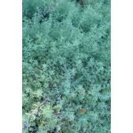 NDG Botanicals Fringed Sagebrush Seeds -  Artemisia frigida  - Prairie Sagewort - Arctic Sage - 100+