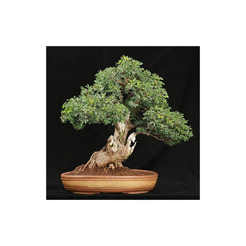 Tamarind Tree 10 Seeds/Seed -Bonsai- Tamarindus Indica