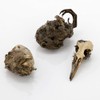 Extra Large Barn Owl Pellets Pack of 20 and Bone
