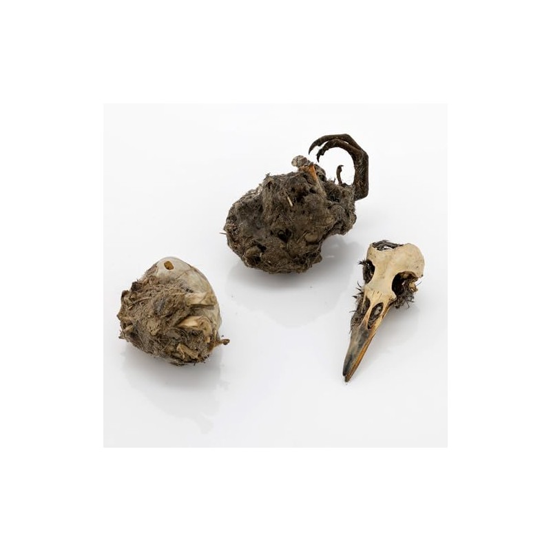 Extra Large Barn Owl Pellets Pack of 20 and Bone