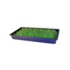 Chives Microgreens Seeds: 4 Oz - Non-GMO, Vegetable Garden &