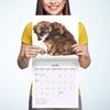 Magnet & Steel Lhasa Apso Modern 2022 Calendar
