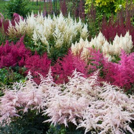 Outsidepride Astilbe Arendsii Bunter Plant Seed - 2000 Seeds
