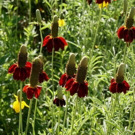 2000 Dwarf Red Coneflower Flower Seeds Ratibida columnifera, Premium Non-GMO, Open Pollinated, US Grown Seed, Always Fresh!