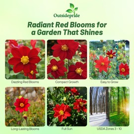 Outsidepride Mignon Red Dahlia Seeds for Planting - 500 Pcs Annual, Easy to Grow, Season-Long Flower Seeds with Colorful Blooms for Containers, Pots, Borders, & Gardens, Suitable as Cut Flower