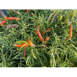 Orange Candlelight Mutant Rare Wire Leaf Hot Pepper (5 Seeds Packet)