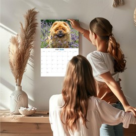 2025 2026 Chow Chow Calendar - Dog Breed Monthly Wall Calendar - 12 x 18 Open - Thick No-Bleed Paper - Giftable - Academic Teacher's Planner Calendar Organizing & Planning - Made in USA