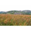 1000 Indiangrass Indian Grass Seeds Native Prairie Wildflower Clumping Ornamental
