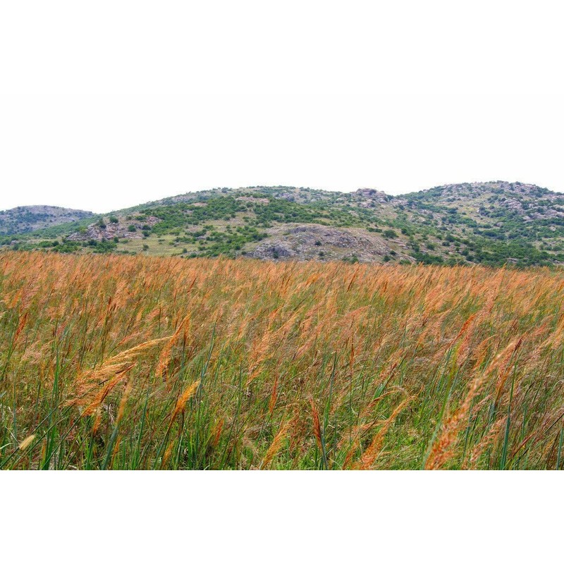 1000 Indiangrass Indian Grass Seeds Native Prairie Wildflower Clumping Ornamental