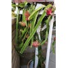 Cactus Robles Red Dragon Fruit (Pitaya)- 2 Cuttings 8-10 Inch
