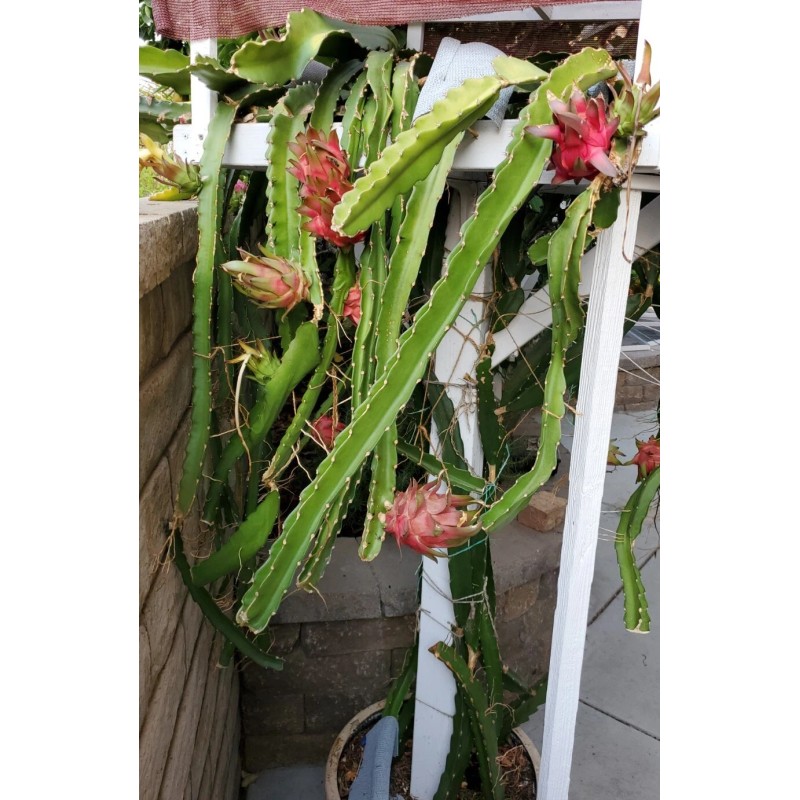 Cactus Robles Red Dragon Fruit (Pitaya)- 2 Cuttings 8-10 Inch