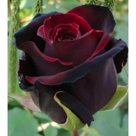 Toadstool Seeds 10 Red Black Rose Seeds Flower Bush Perennial Bloom Shrub Flowering Seed 1286