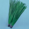 Chinese Leek Seeds - Broad Leaved Nira - 2 g