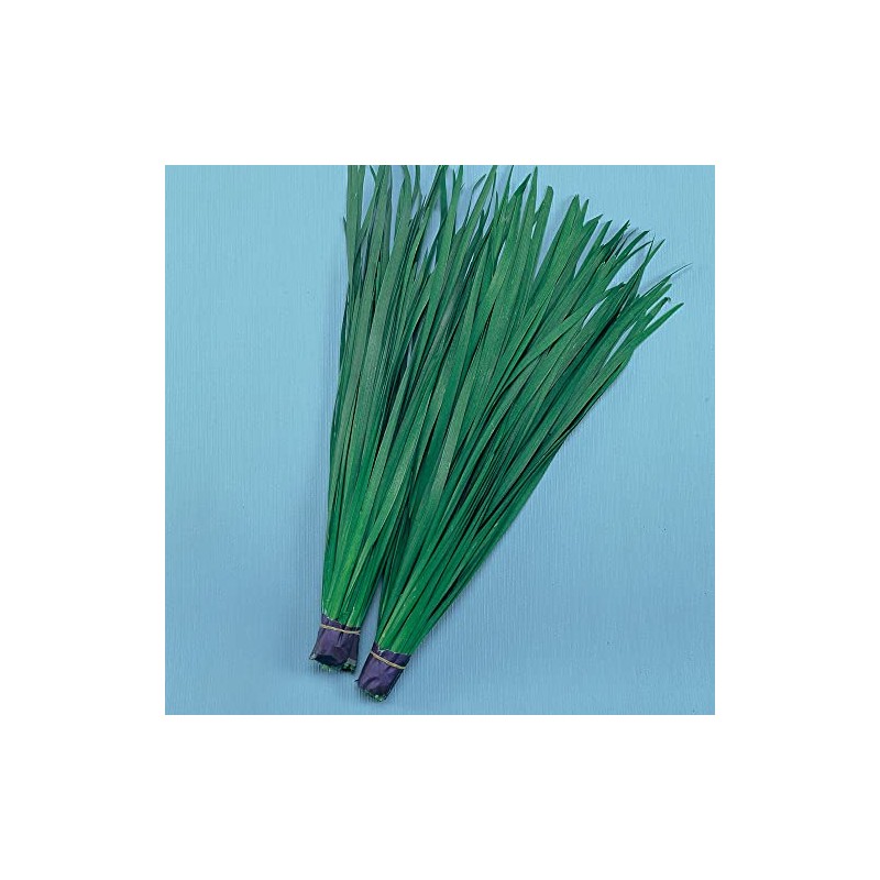 Chinese Leek Seeds - Broad Leaved Nira - 2 g