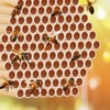 Tinideya 250 Pcs Phragmite Reed Mason Bee Tubes Set Bee