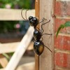 Flamboya Ant