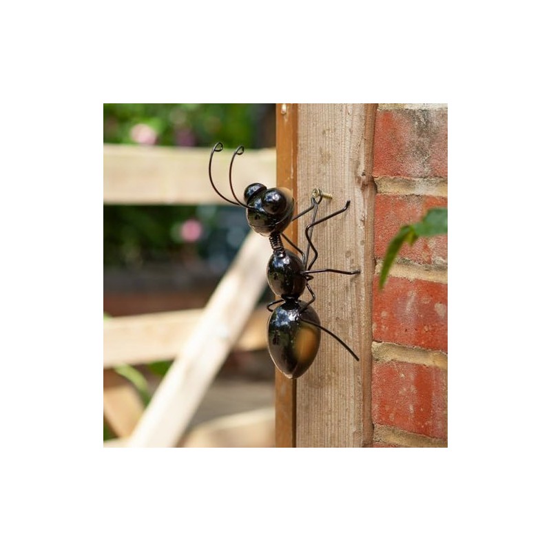 Flamboya Ant