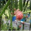Cactus 10 Dragon Fruit cuttings 8-12 inches long check Description
