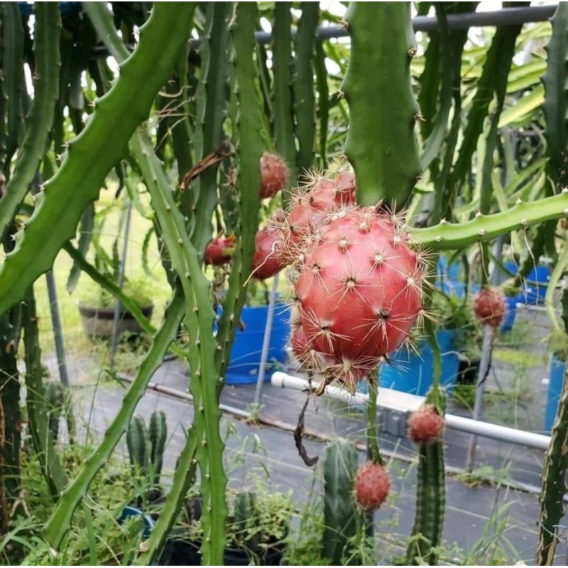 Cactus 10 Dragon Fruit cuttings 8-12 inches long check Description