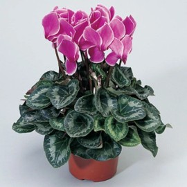 cyclamen synchro sierra 15 Cyclamen Seeds Synchro Sierra Purple Flame