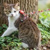 Arnés y correa para gatos a prueba de escape, para