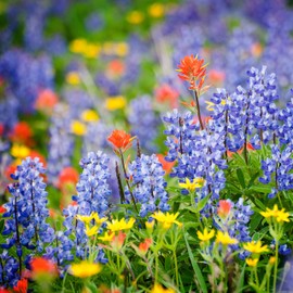 Maine Wildflower Seed Mix - A Beautiful Collection of Twelve annuals and perennials - Over 40,000 Premium Seeds - Enjoy The Natural Beauty of Maine Flowers in Your own Home Garden