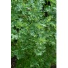 PREMIER SEEDS DIRECT - HERB Seeds - Wormwood - Artemisia