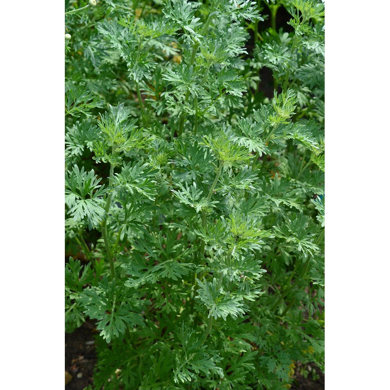 PREMIER SEEDS DIRECT - HERB Seeds - Wormwood - Artemisia