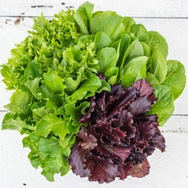 NIKA SEEDS - Seeds Vegetable Indoor Lettuce Fresh Baby-Mix Leaf Heirloom for Salads - 1000 Seeds