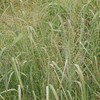1000 Switchgrass Switch Grass Seeds ‘Cave in Rock’ Panicum virgatum