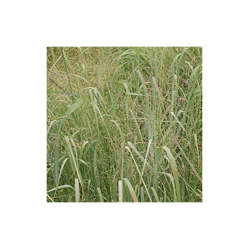 1000 Switchgrass Switch Grass Seeds ‘Cave in Rock’ Panicum virgatum