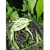 NIKA SEEDS - Seeds Vegetable Bean Cluster Mix - 30