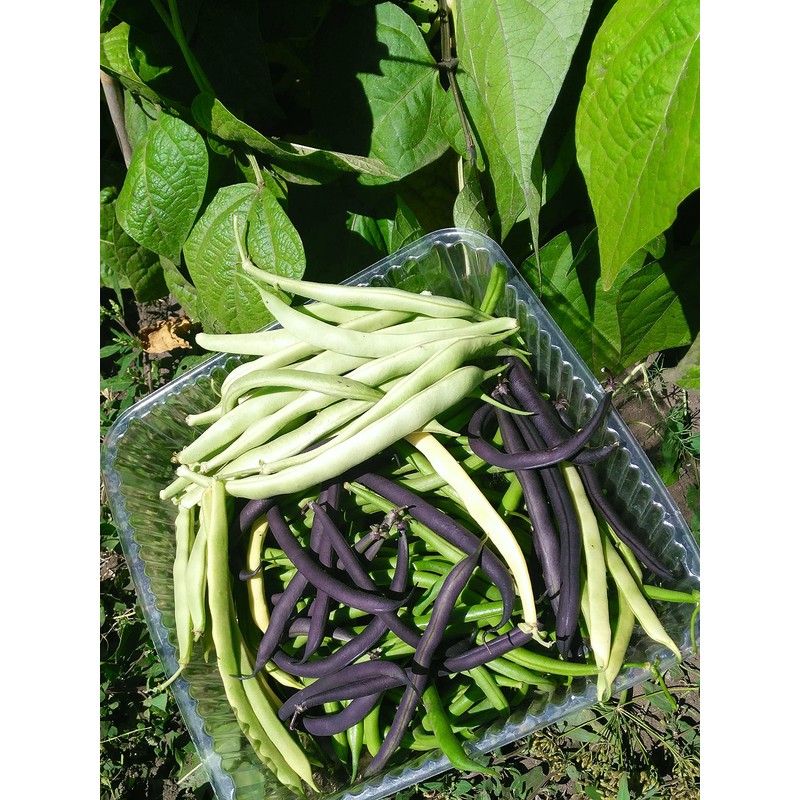 NIKA SEEDS - Seeds Vegetable Bean Cluster Mix - 30