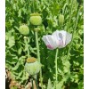 The TRUE Izmir Bush Poppy (Papaver S.) 1500 Seeds