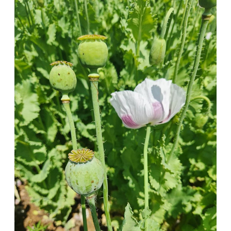 The TRUE Izmir Bush Poppy (Papaver S.) 1500 Seeds
