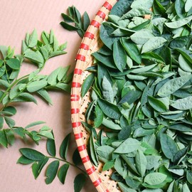 100 Katuk Seeds - Rau Bo Ngot - Sweet Leaf Sauropus Androgynus Seeds Star Gooseberry | Non GMO | Organic | Heirloom | High Germination