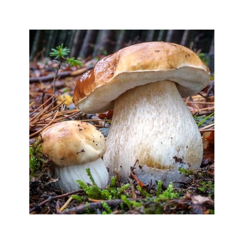 Seeds4planting - Spores Porcini Mushrooms Mycelium Seeds Non GMO