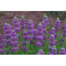 Seeds4planting - Seeds Lemon Bee Balm Monarda Lemon Mint Herbs Non GMO Heirloom