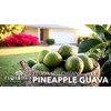 Pineapple Guava - 3 Live Plants - Feijoa Sellowiana -