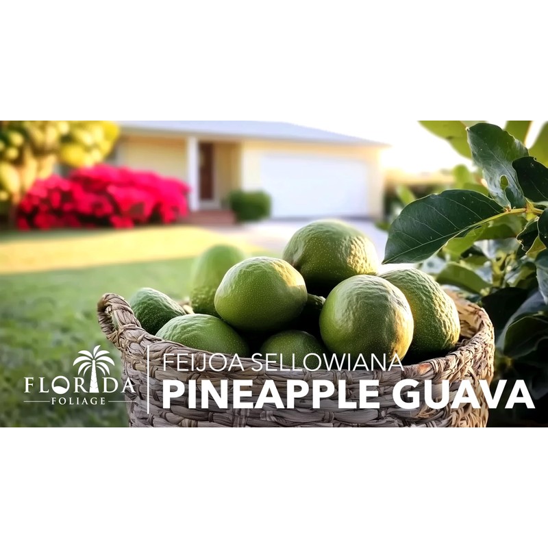 Pineapple Guava - 3 Live Plants - Feijoa Sellowiana -